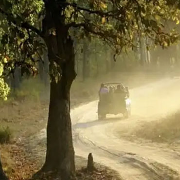 KODIA JUNGLE KANATAL