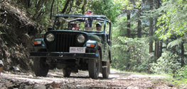 Jungle Safari Wildlife in Kanatal